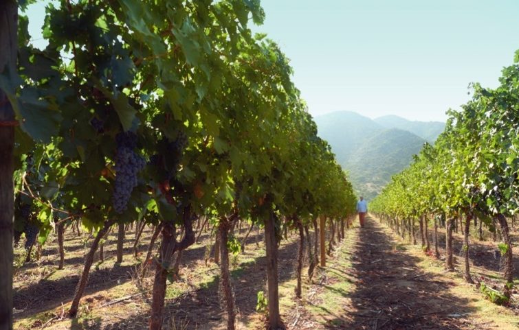 Image for O vinhedo totaliza 2.600 hectares, dos quais 611 são vinhedos plantados.